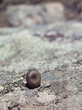 Myxomphalia maura image