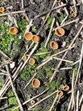 Geopyxis carbonaria image