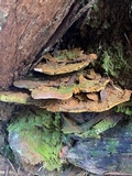 Fulvifomes kawakamii image