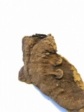 Fulvifomes kawakamii image