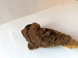 Fulvifomes kawakamii image