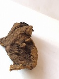 Fulvifomes kawakamii image