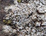 Diploschistes scruposus image