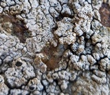 Diploschistes scruposus image