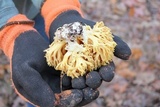 Ramaria flavescens image