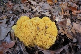 Ramaria flavescens image