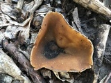Peziza phyllogena image
