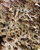 Physcia tenella ssp. tenella image