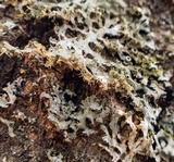 Physcia tenella ssp. tenella image