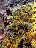Xanthoria ulophyllodes image