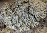 Hyperphyscia syncolla image