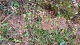 Grifola frondosa image