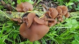 Auricularia angiospermarum image