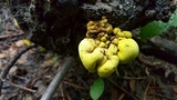 Entonaema liquescens image