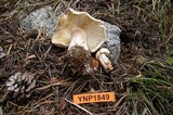 Tricholoma saponaceum image