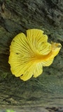 Cantharellus septentrionalis image
