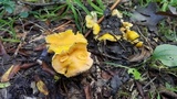 Cantharellus septentrionalis image