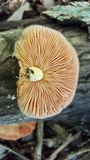 Rhodotus palmatus image