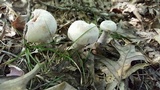 Laccaria ochropurpurea image