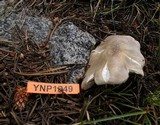 Tricholoma saponaceum image