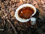 Ganoderma sessile image