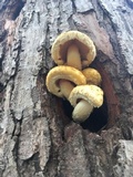 Hemipholiota populnea image