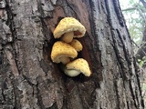 Hemipholiota populnea image