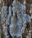 Punctelia bolliana image
