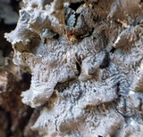 Punctelia bolliana image