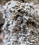 Punctelia bolliana image