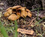 Hypholoma capnoides image