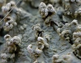 Flavopunctelia soredica image