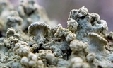 Flavopunctelia soredica image