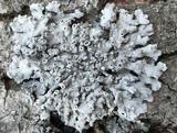 Physcia aipolia image