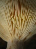 Lactarius vinaceorufescens image