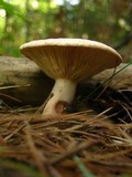 Lactarius vinaceorufescens image