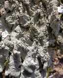 Flavoparmelia baltimorensis image