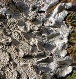 Flavoparmelia baltimorensis image