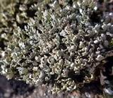 Cladonia apodocarpa image