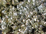 Cladonia apodocarpa image