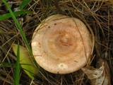 Lactarius vinaceorufescens image