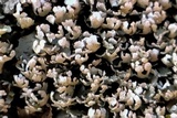 Cladonia apodocarpa image