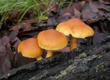 Gymnopilus sapineus image