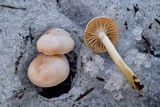 Hygrophorus goetzei image