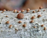 Jackrogersella multiformis image