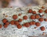 Jackrogersella multiformis image