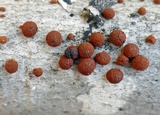 Jackrogersella multiformis image