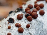 Jackrogersella multiformis image