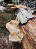 Pleurotus pulmonarius image