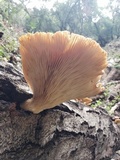Pleurotus pulmonarius image
